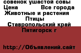 совенок ушастой совы › Цена ­ 5 000 - Все города Животные и растения » Птицы   . Ставропольский край,Пятигорск г.